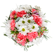 This bouquet, meticulously arranged by Surrey Quays' expert florists, radiates the gentle energy of spring along the Thames. At the center, happy white daisies with glowing lime-green centers gleam beside rich coral-pink carnations, whose plush, ruffled petals build layers of depth and warmth. Throughout, airy sprays of tiny white gypsophila dance like soft morning fog lingering over Russia Dock Woodlands. Pale eucalyptus leaves and glossy forest-green sprigs frame the blossoms, subtly enhancing every color and adding a restorative freshness to the mix. Occasional alstroemeria buds, streaked with violet and rose, lend anticipation-hints of future petals soon to unfold. The arrangement forms a full, harmonious circle, purposefully balanced for visual delight, perfect for celebrating birthdays, anniversaries, or brightening a friend's flat near Surrey Docks Farm. The clear white setting lets every hue and texture shine, making this bouquet ideal for delivery and display across Surrey Quays. It's a floral testament to joyous renewal-crafted with care, local knowledge, and a contagious zest for life that reflects the area's vibrant, ever-evolving spirit.
