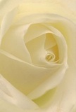 Immerse yourself in the delicate heart of a cream-white rose, meticulously arranged by a Surrey Quays florist attuned to the nuances of the local community. Each petal spirals inward with breathtaking softness, its silk-like texture reminiscent of early dew delicately skimming the waters near Greenland Quay. The composition feels as if you are nestled inside the bloom itself, surrounded by a serene glow interspersed with gentle shadows that curl gracefully between layers of ivory and snow-white. The sense of peace calls to mind quiet mornings overlooking the docks or a heartfelt gesture offered in a moment of need. This rose, so emblematic of reverence and new beginnings, is a thoughtful choice for conveying sympathy, admiration, or hope-crafted with artistry by Florist Surrey Quays. Its subtle fragrance, clean and elusive, seems to linger like a comforting presence in the air. Through the close perspective and masterful layer arrangement, this image captures not only the beauty of a single flower but also the loving intent and skilled craftsmanship poured into every bouquet delivered across Surrey Quays.